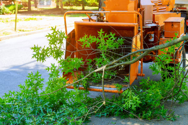 Best Lawn Mowing  in Elephant Butte, NM