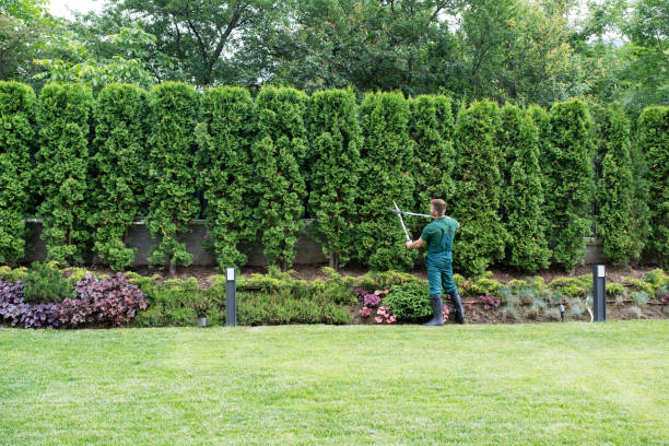 Best Arborist Consultation Services  in Elephant Butte, NM