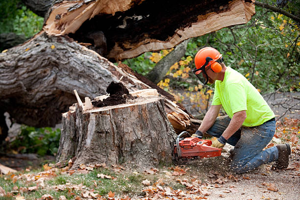 Best Pest Control for Lawns  in Elephant Butte, NM
